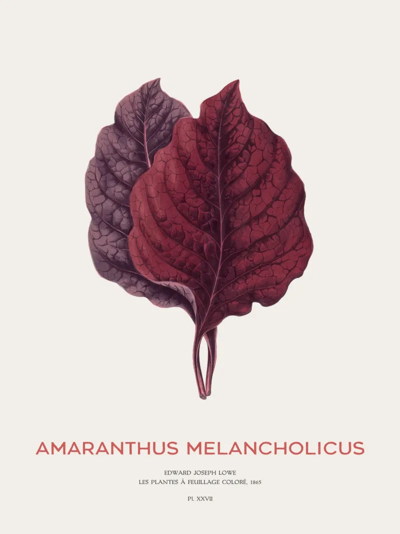 Essbarer Amaranth oder Amaranthus Melancholicus Acryl-Glas von Vintagrafica