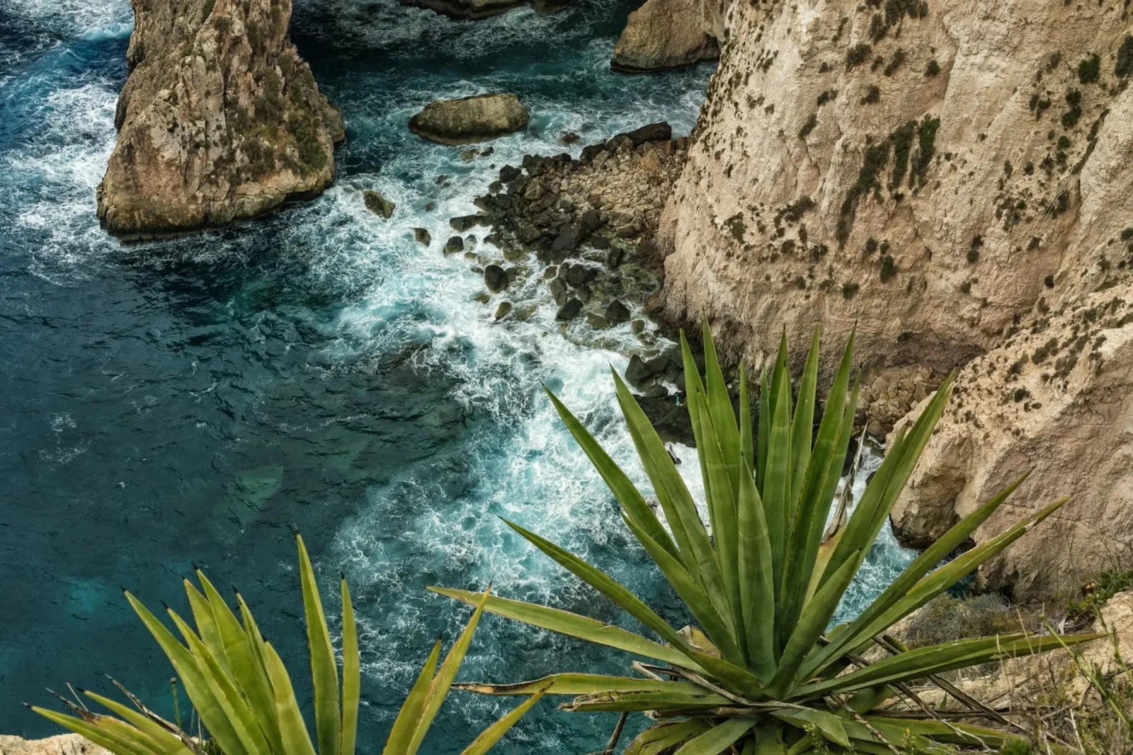 Costa di Malta pellicola backlit da Curious Collections by Marielle Leenders