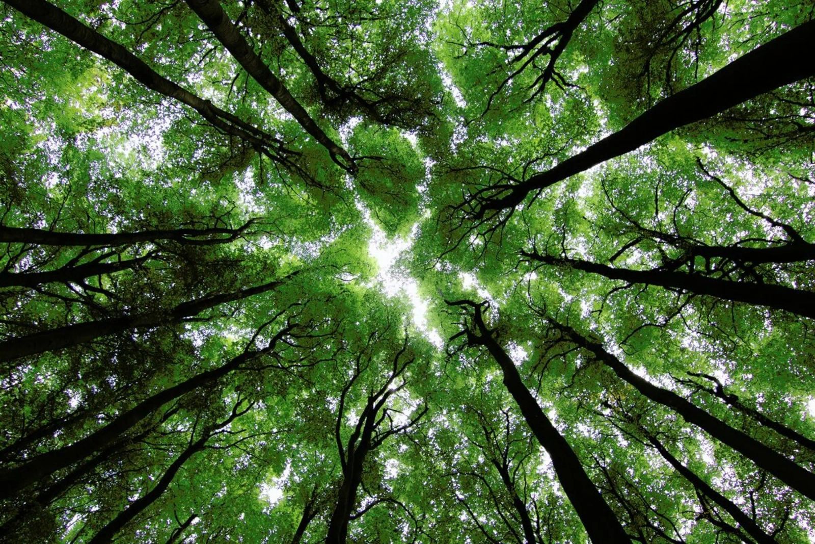 Beechwood Poster von Marc Gruninger