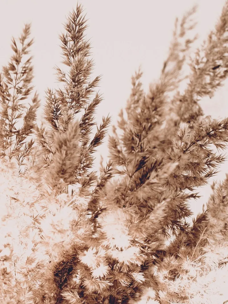 Pampas grass in boho style - natural elegance canvas by Whole©