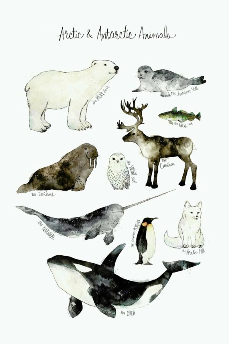 Arctic and Antarctic Animals poster van Amy Hamilton