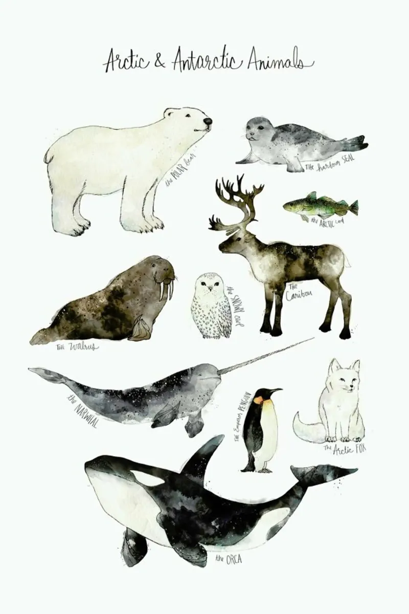 Arctic and Antarctic Animals pellicola backlit da Amy Hamilton