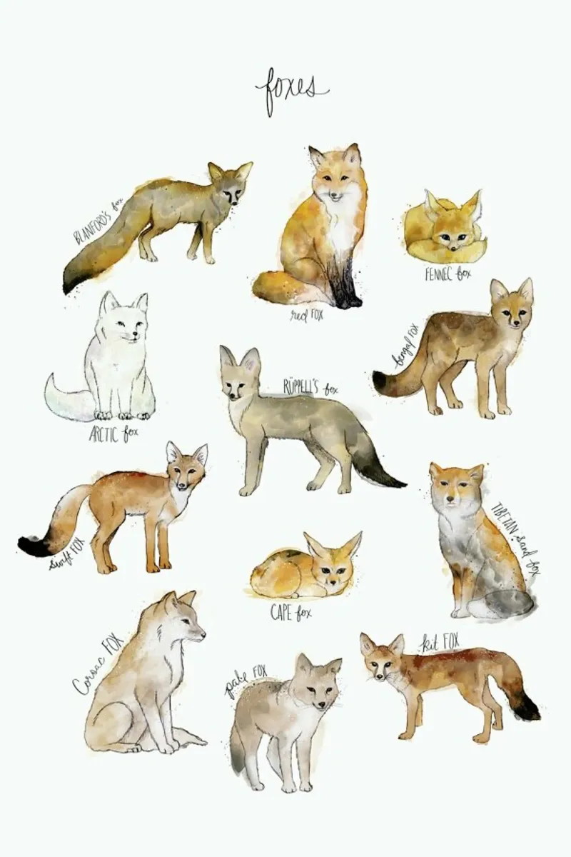 Foxes pellicola backlit da Amy Hamilton