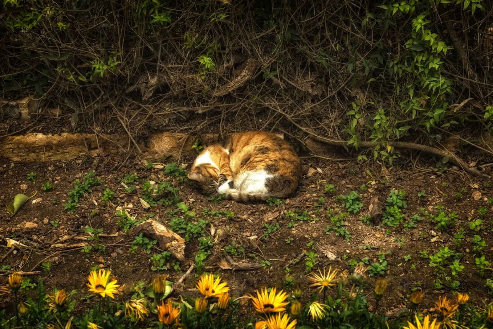 Gatto che dorme poster da Curious Collections by Marielle Leenders