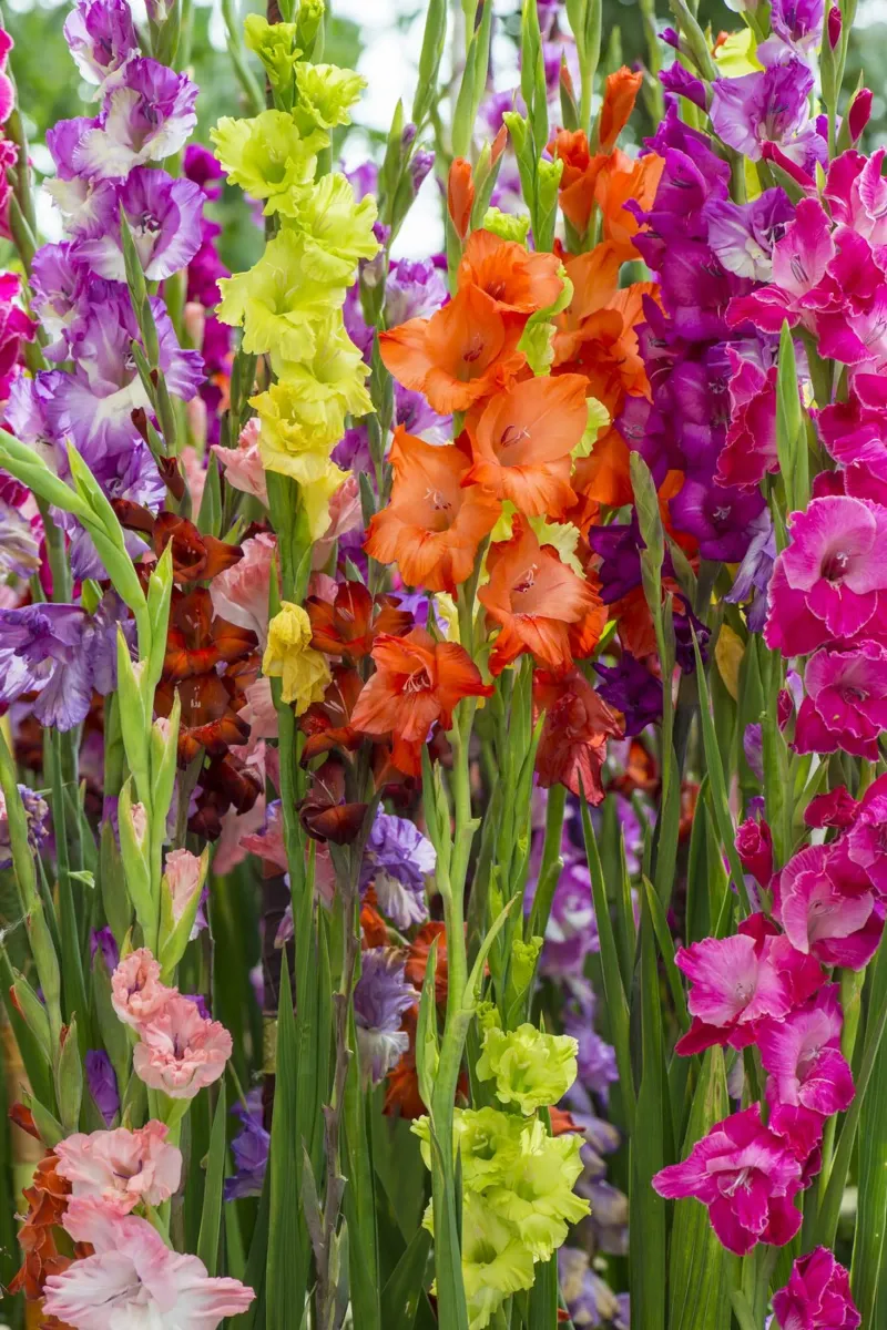 Fioriture vibranti di gladioli poster con telaio in legno da Curious Collections by Marielle Leenders