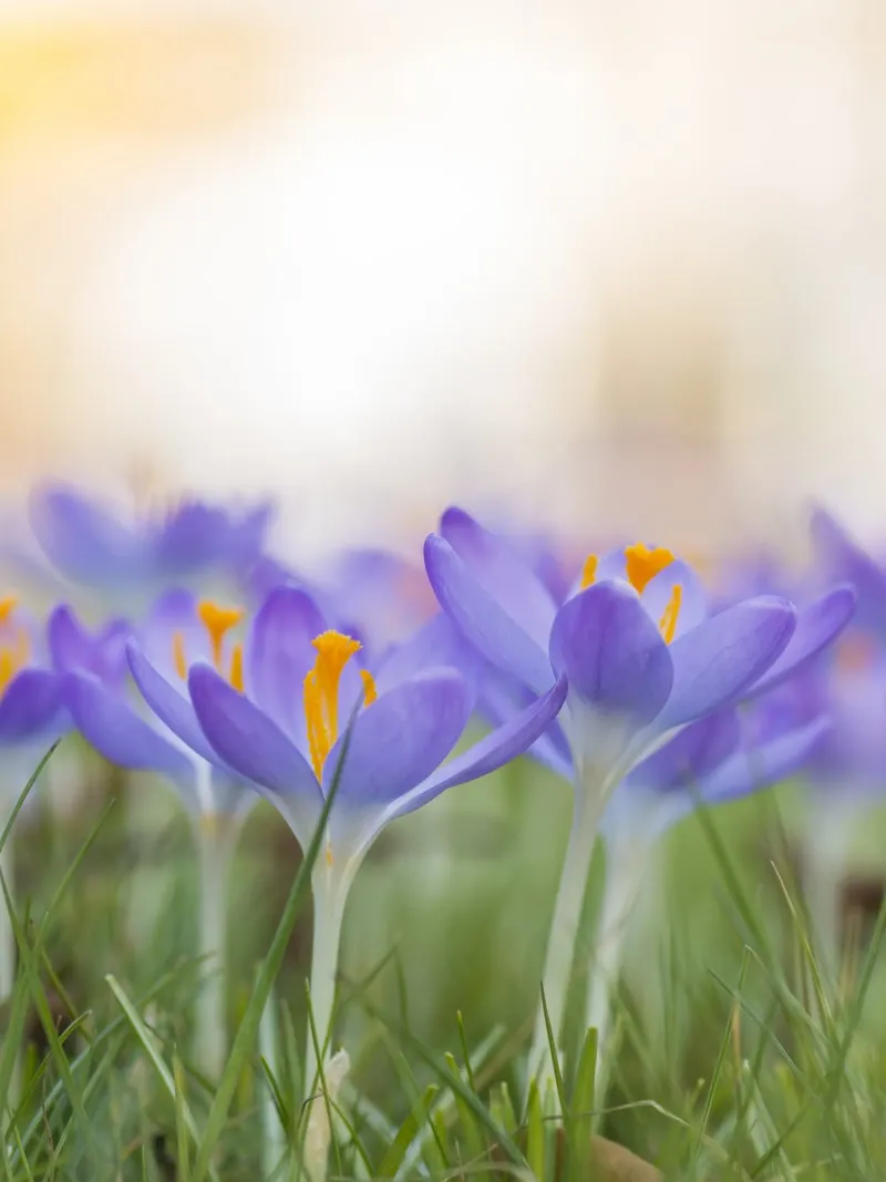 Crochi viola pellicola backlit da Curious Collections by Marielle Leenders