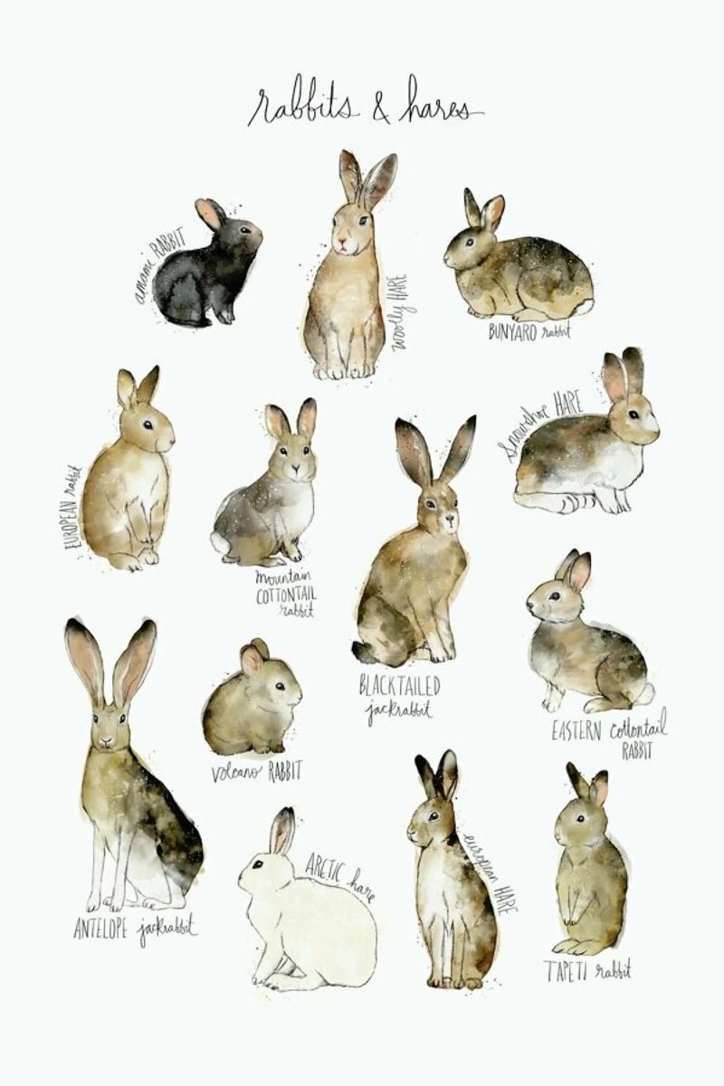 Rabbits and Hares poster by Amy Hamilton