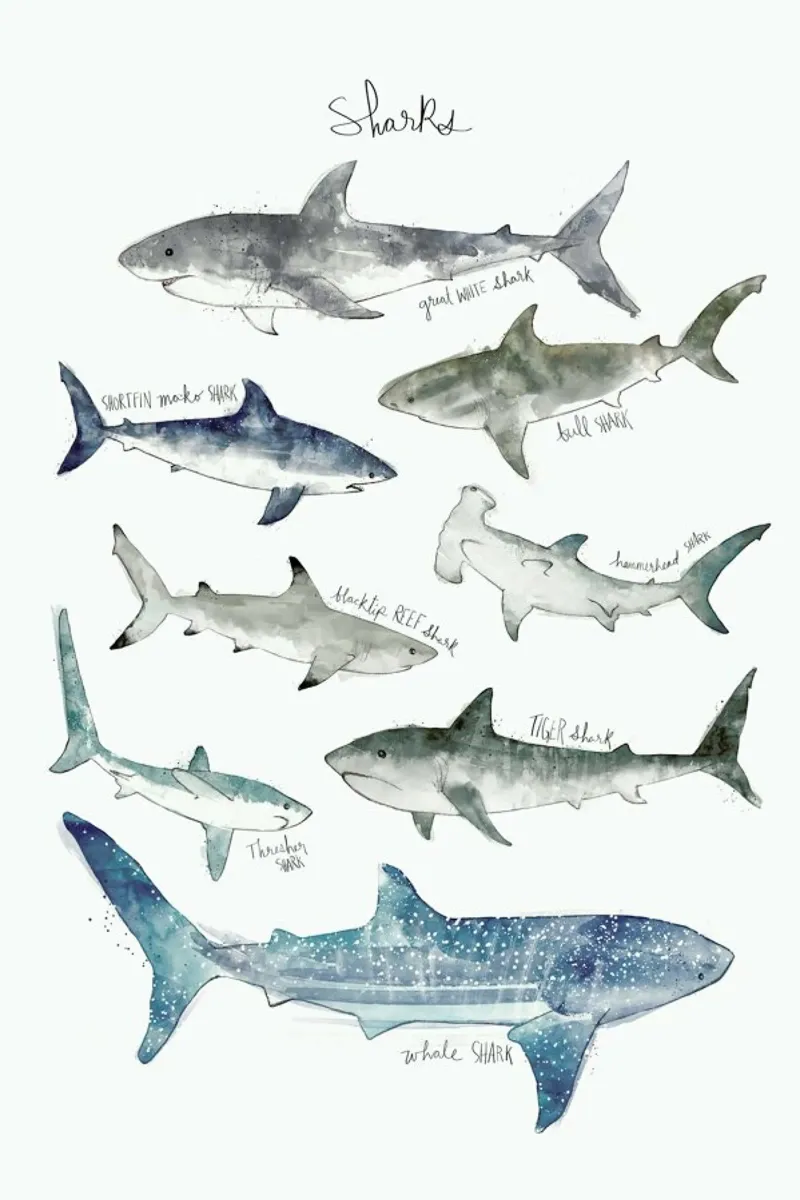 Sharks poster con telaio in plastica da Amy Hamilton