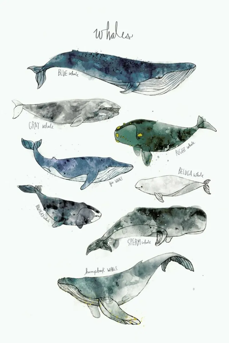 Whales poster con telaio in plastica da Amy Hamilton