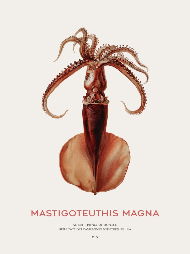 Calamar de aguas profundas o Mastigoteuthis Magna poster de Vintagrafica