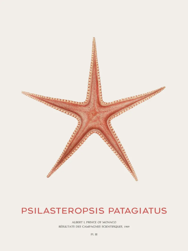 Zeester Psilasteropsis Patagiatus canvas met Baklijst van Vintagrafica