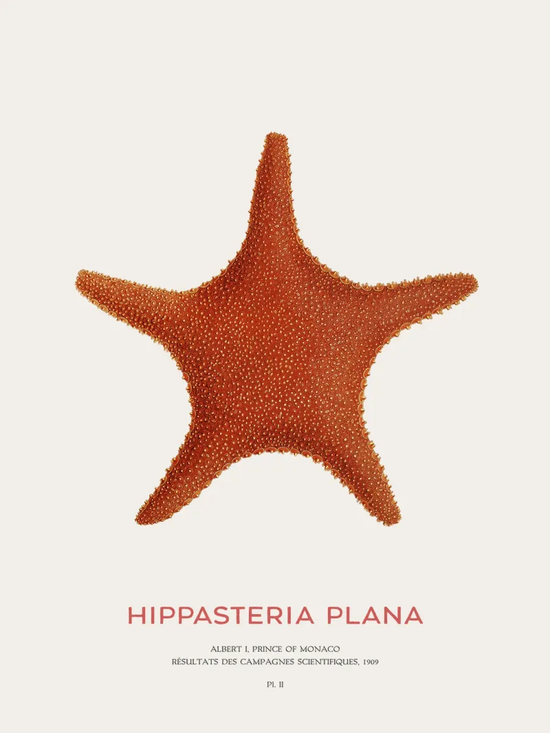 Stella di mare Hippasteria Plana tela con Cornice a cassetta da Vintagrafica