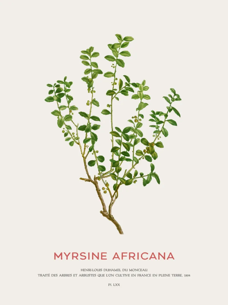 Kapmyrte oder Myrsine Africana Hahnemühle von Vintagrafica