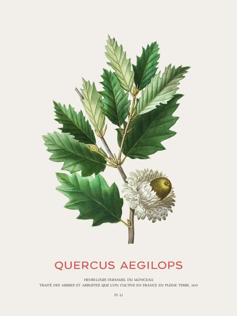Quercia di Valonia o Quercus Aegilops pellicola backlit da Vintagrafica