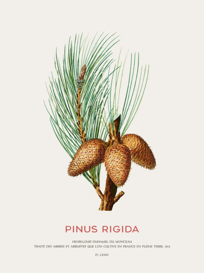 Pechkiefer oder Pinus Rigida Hahnemühle von Vintagrafica