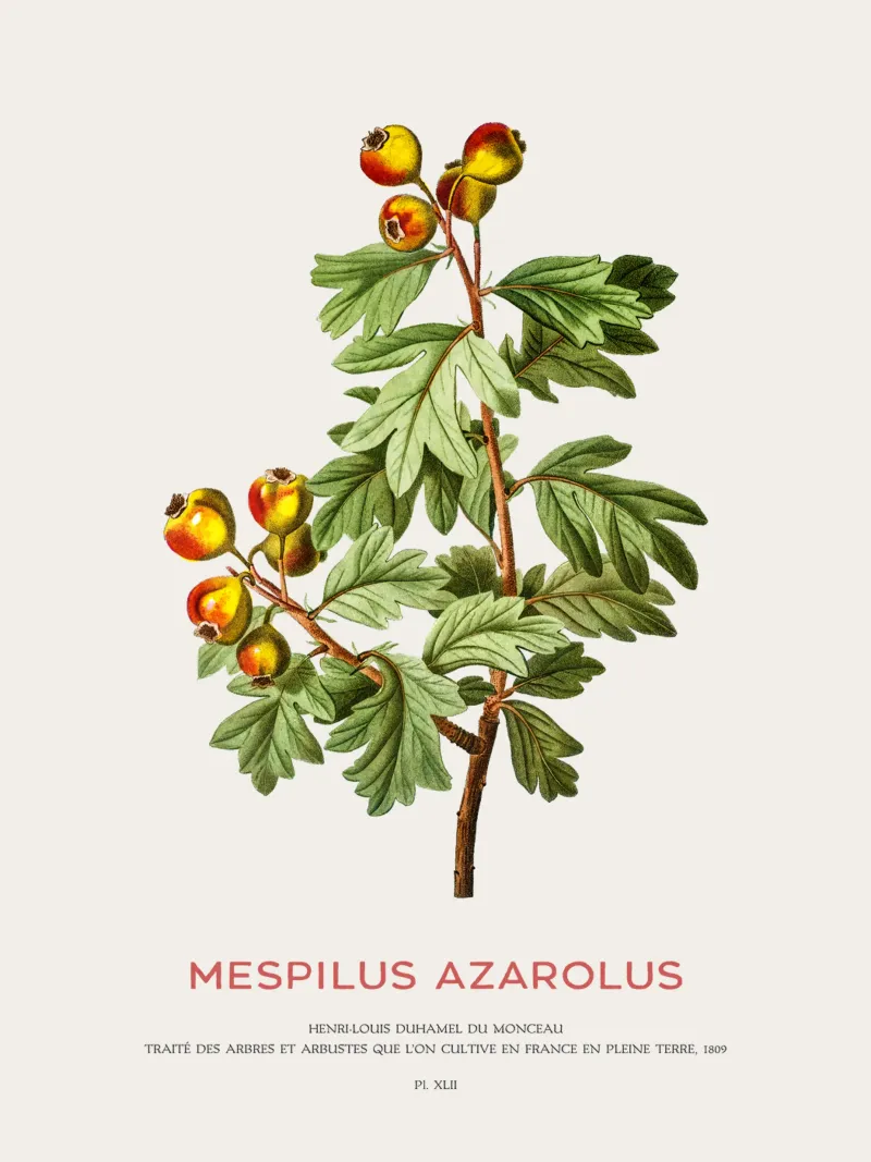 Mittelmeer-Mispel oder Mespilus Azarolus Hahnemühle von Vintagrafica