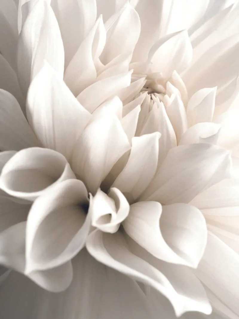 Delicate blossom - close-up in soft cream colours canvas with Floater frame by Whole©