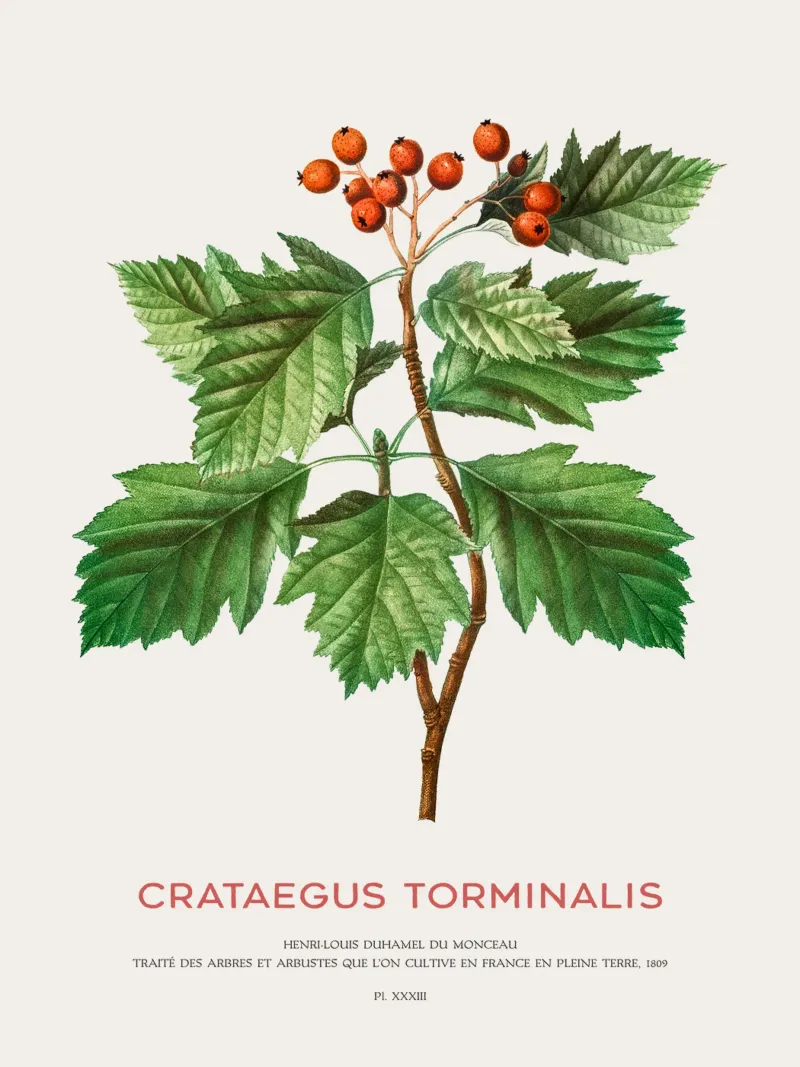 Albero dei servizi selvatici o Crataegus Torminalis pellicola backlit da Vintagrafica