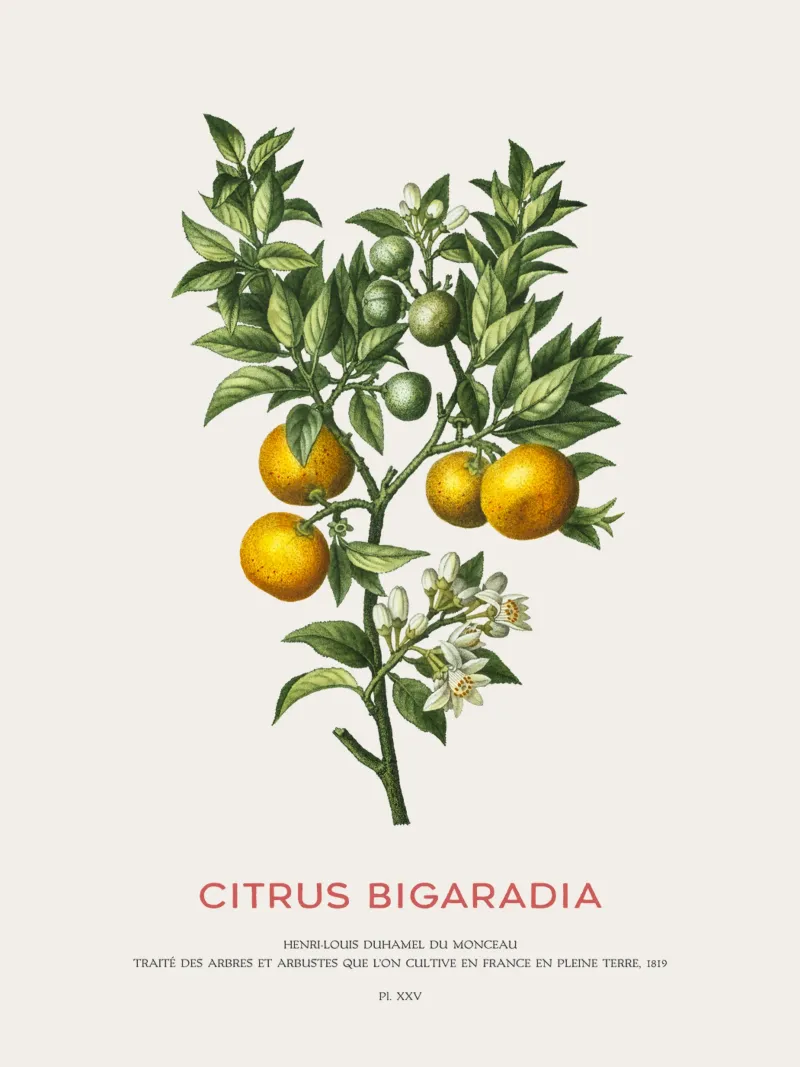 Arancio amaro o Citrus Bigarradia carta hahnemühle da Vintagrafica