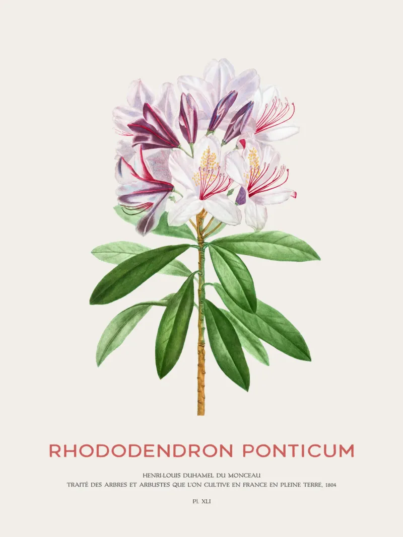 Pontischer Rhododendron oder Rhododendron Ponticum Hahnemühle von Vintagrafica