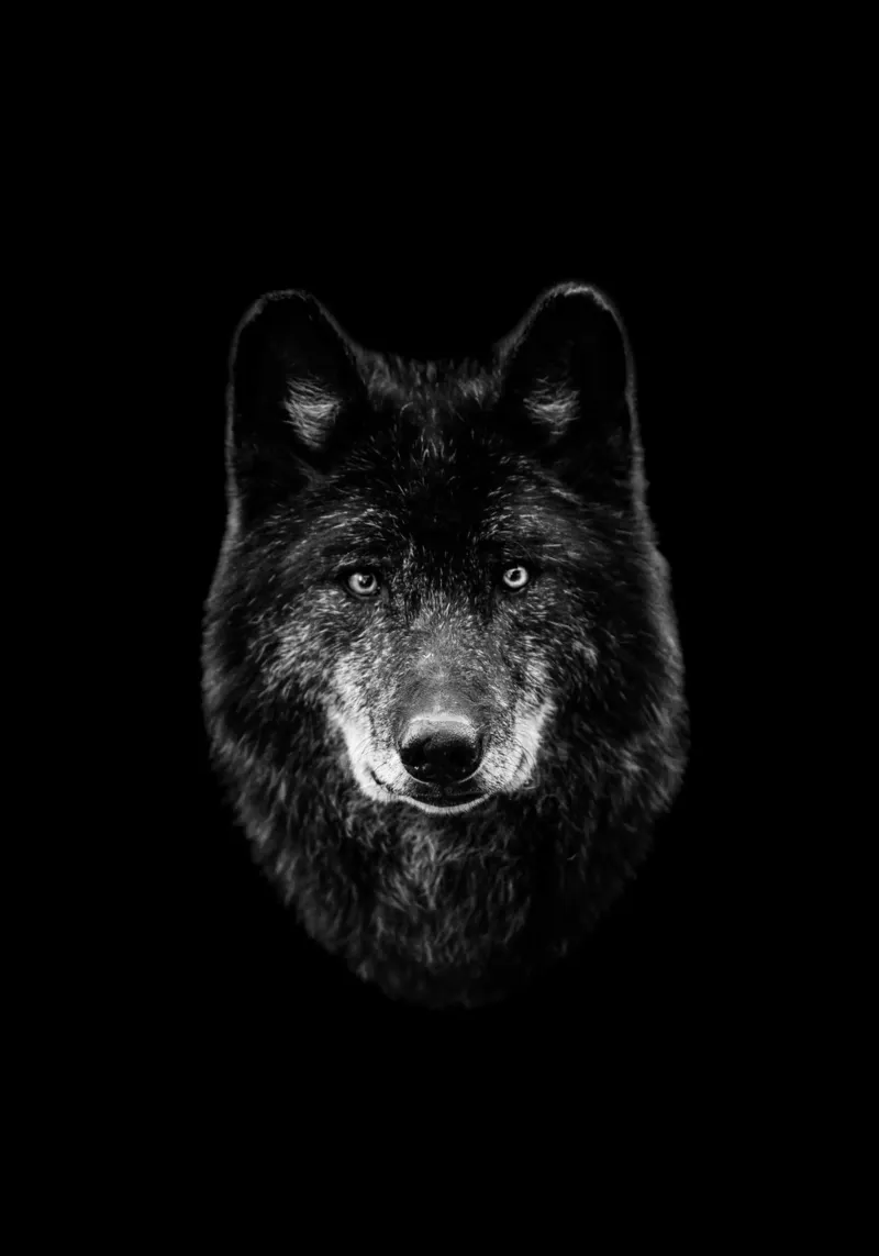 "Shadow Howl" hahnemühle by DesignArt