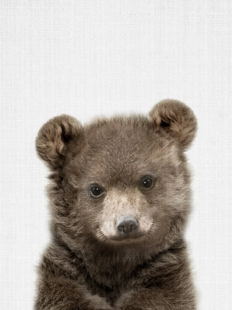 Peekaboo Bear Cub pellicola backlit da Lila x Lola