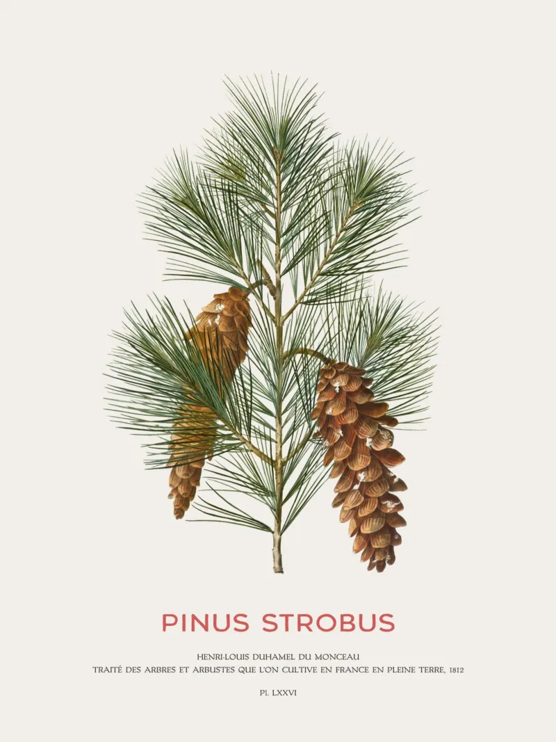 Pino bianco o Pinus Strobus pellicola backlit da Vintagrafica