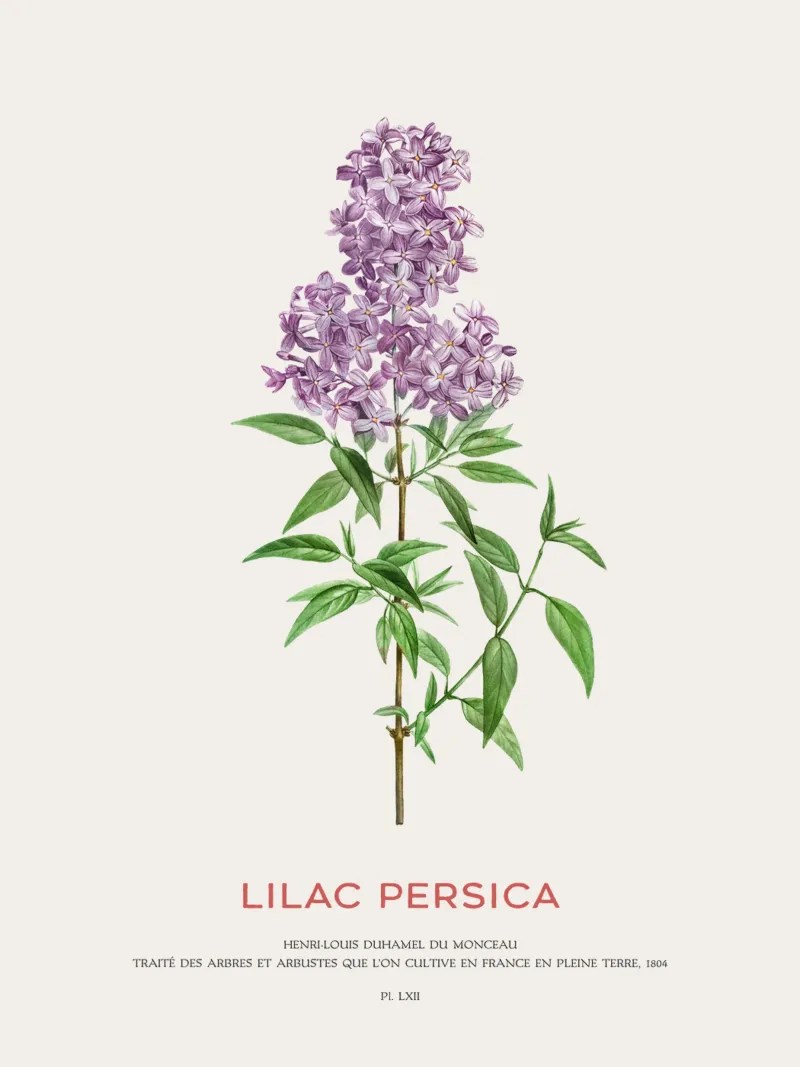 Perzische sering of sering Persica canvas met Baklijst van Vintagrafica