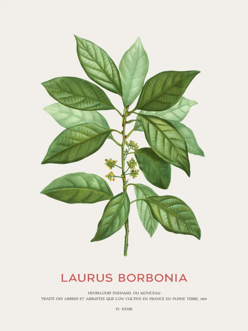Lauro Borbone o Laurus Borbonia pellicola backlit da Vintagrafica