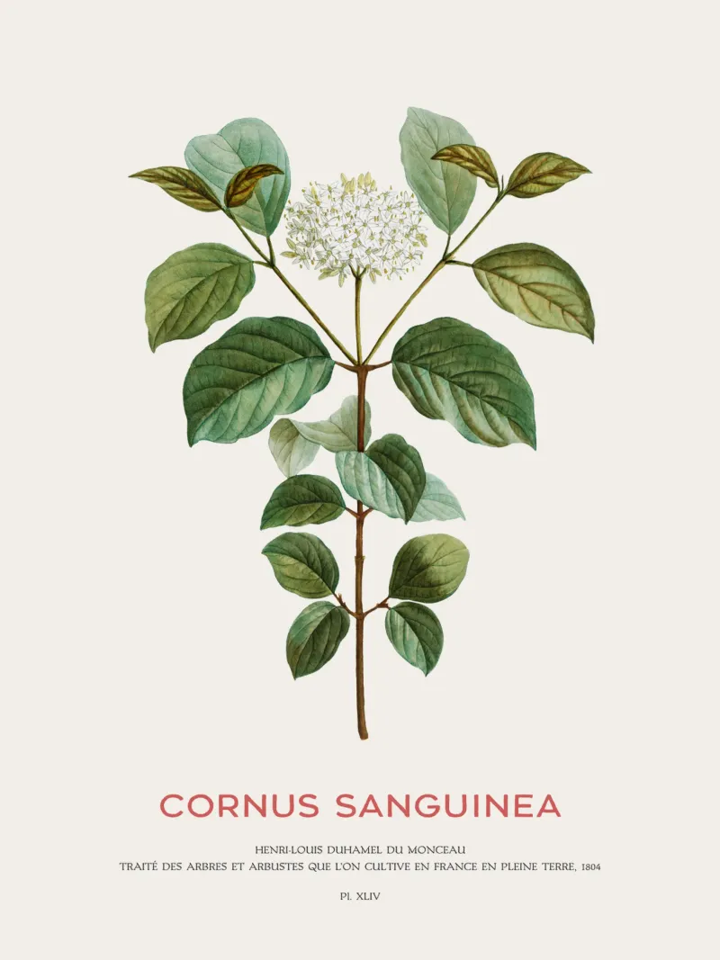 Blutiger Hartriegel oder Cornus Sanguinea Hahnemühle von Vintagrafica