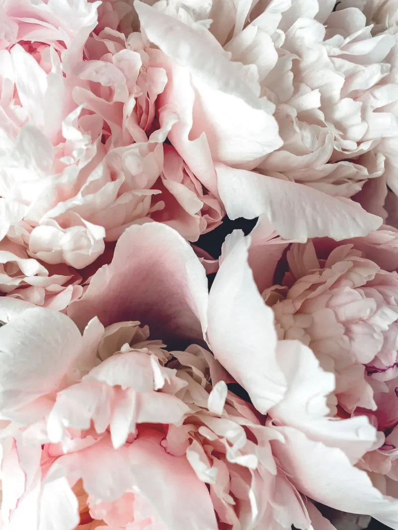 Delicate peonies - Stylish floral art & decoration acrylic glass by Whole©