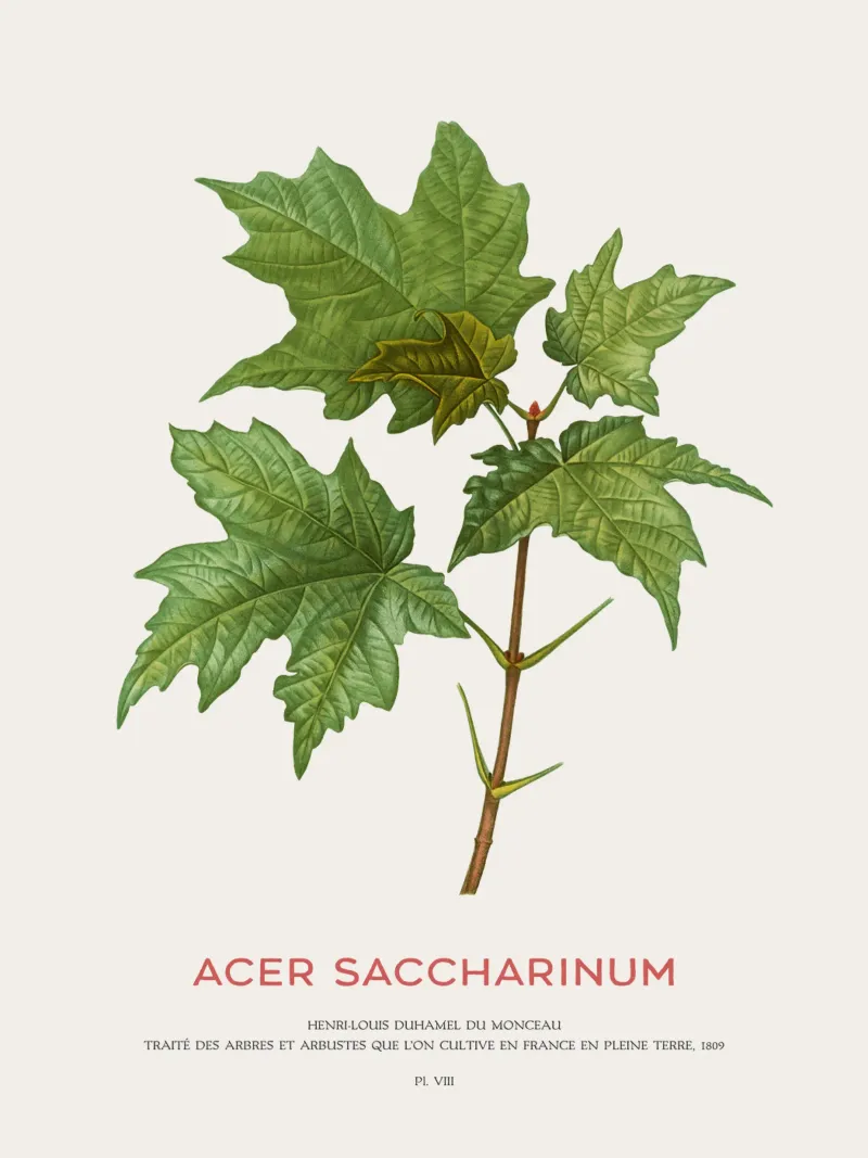 Acero d'argento o Acer Saccharinum pellicola backlit da Vintagrafica
