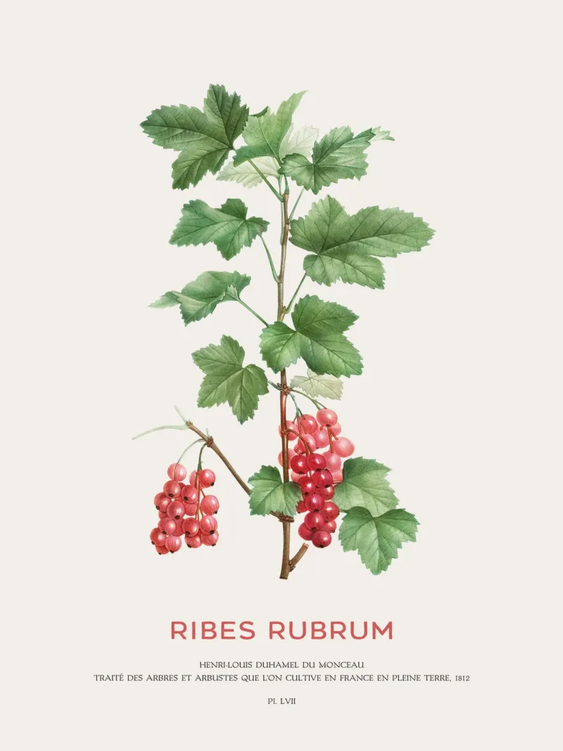 Ribes rosso o Ribes Rubrum pellicola backlit da Vintagrafica