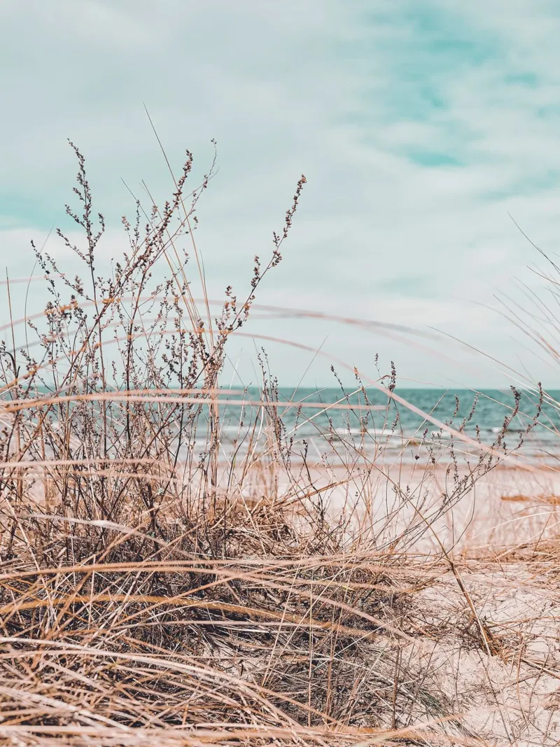 Coastal grass in the wind - design in harmony with nature canvas by Whole©