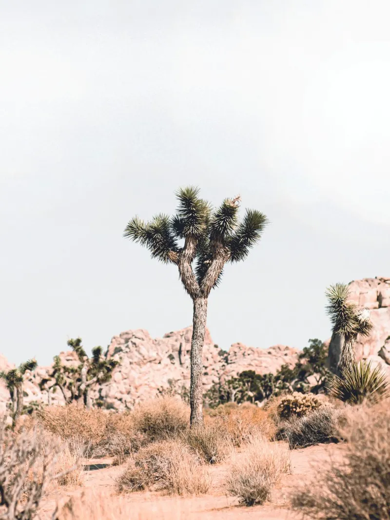 Joshua Tree - Minimalismo del deserto plexiglass da Whole©