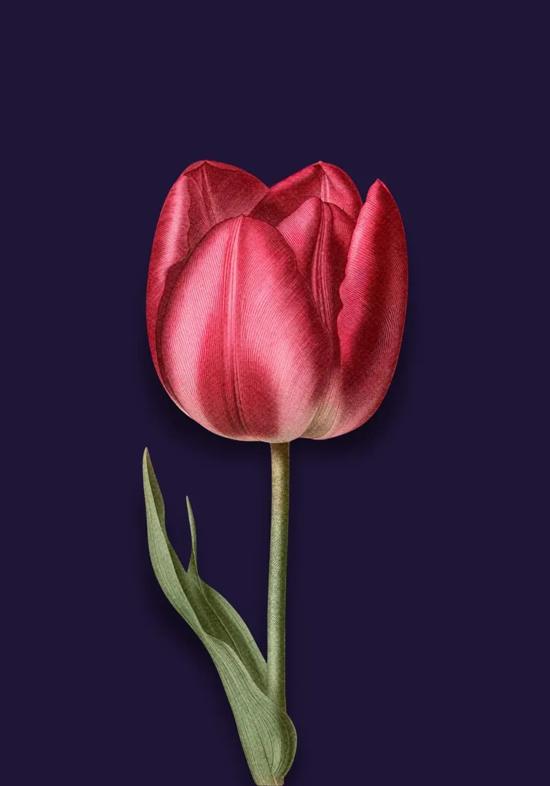 Tulip Serenade hahnemühle by DesignArt