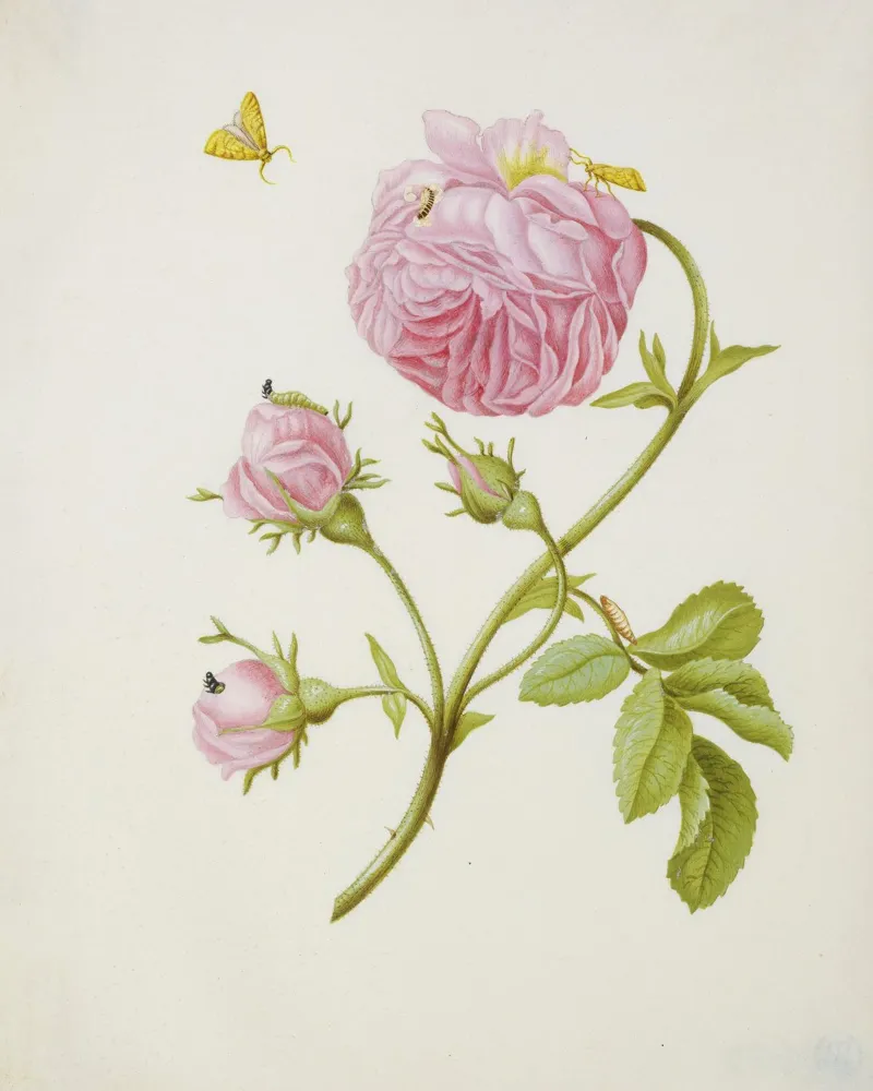 Merian - Anemone con falena plexiglass da ARTOTHEK