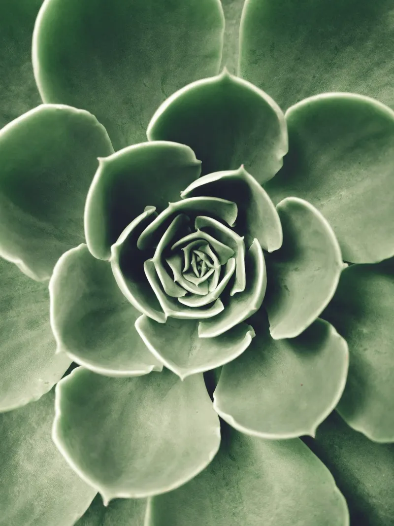 Amore per le succulente - minimalismo verde pellicola backlit da Whole©