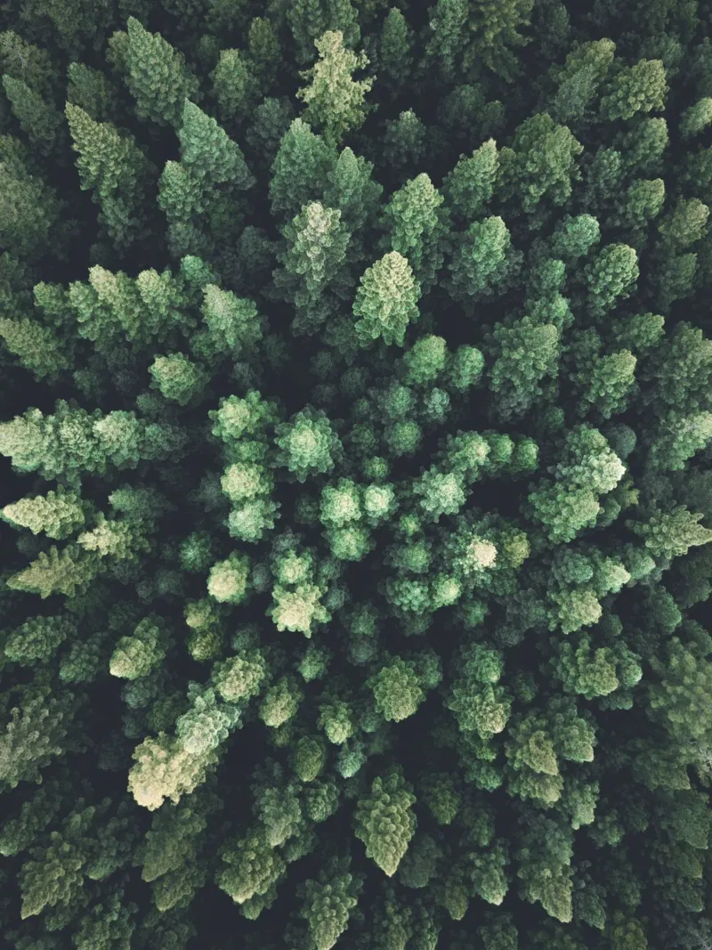 Toit vert de la forêt - la nature vue du ciel hahnemühle de Whole©
