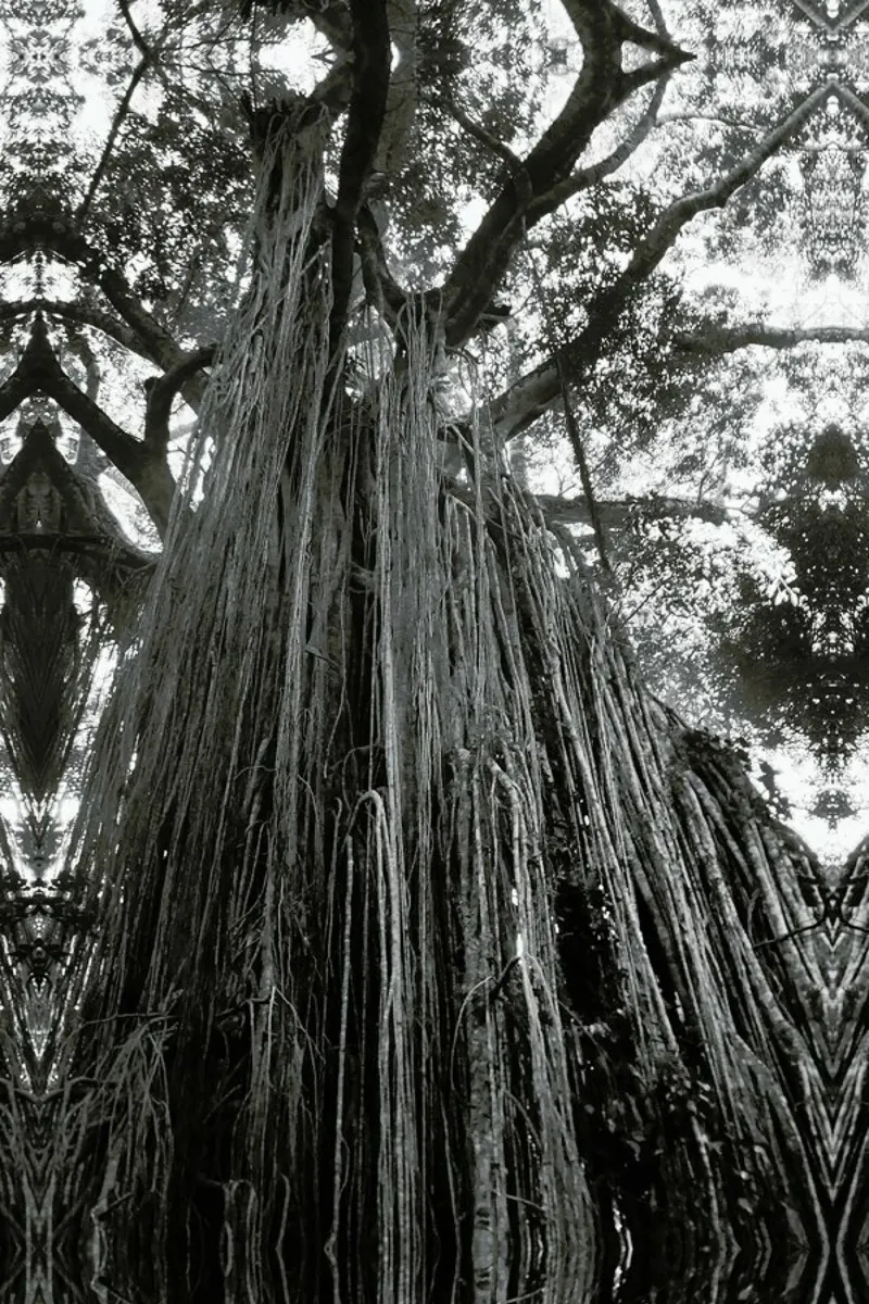 Curtain Fig Tree pellicola backlit da Victoria Frost