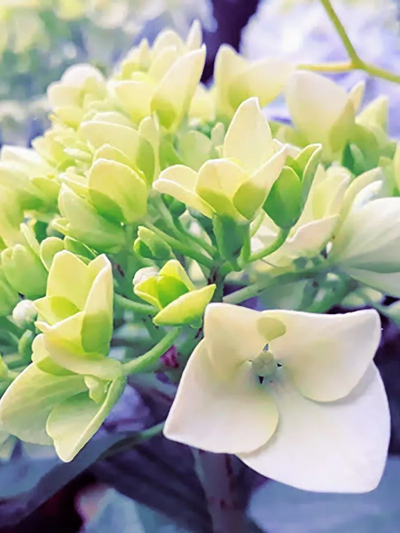 Fiore in arrivo in primavera alluminio dibond da Teresa André