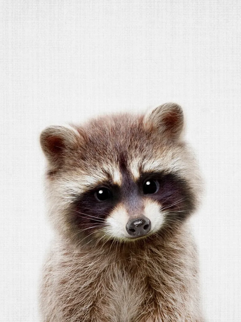 Peekaboo Racoon pellicola backlit da Lila x Lola