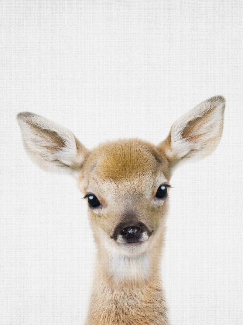Peekaboo Deer Fawn Leinwand von Lila x Lola