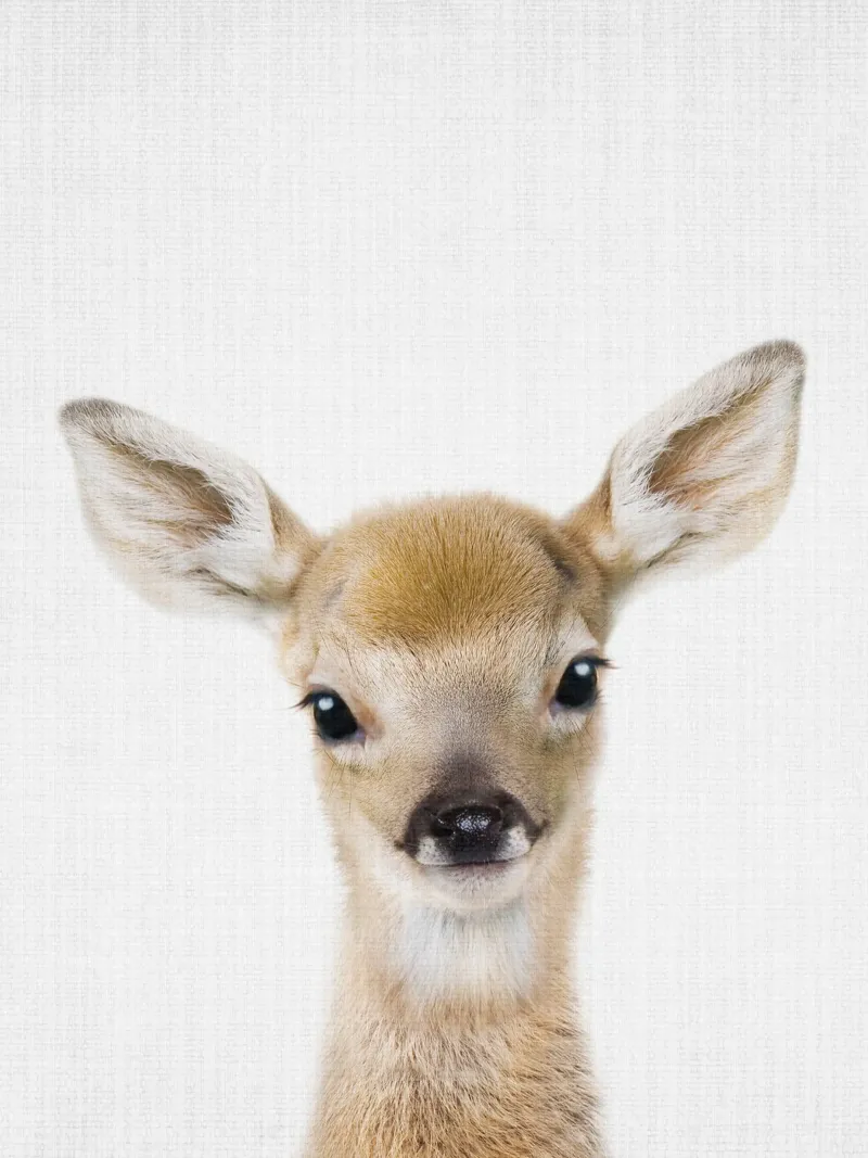 Peekaboo Deer Fawn pellicola backlit da Lila x Lola