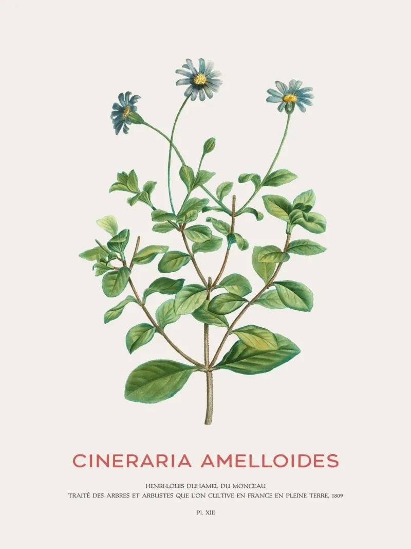 Blauer Gänseblümchenstrauch oder Cineraria Amelloides Hahnemühle von Vintagrafica