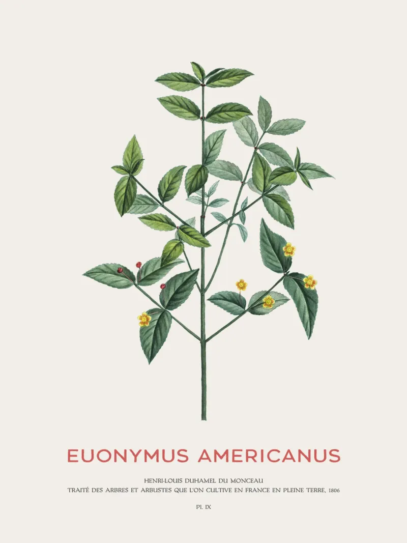 Cespuglio di fragole americane o Euonymus Americanus pellicola backlit da Vintagrafica