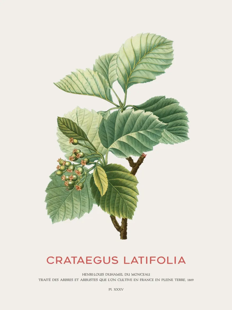 Crataegus Latifolia o biancospino a foglia larga pellicola backlit da Vintagrafica