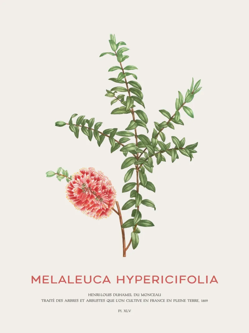 Arbusto a collinetta o Melaleuca Hypericifolia carta hahnemühle da Vintagrafica