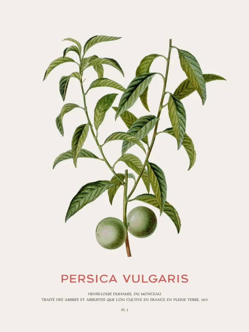 Pfirsich oder Persica Vulgaris Hahnemühle von Vintagrafica