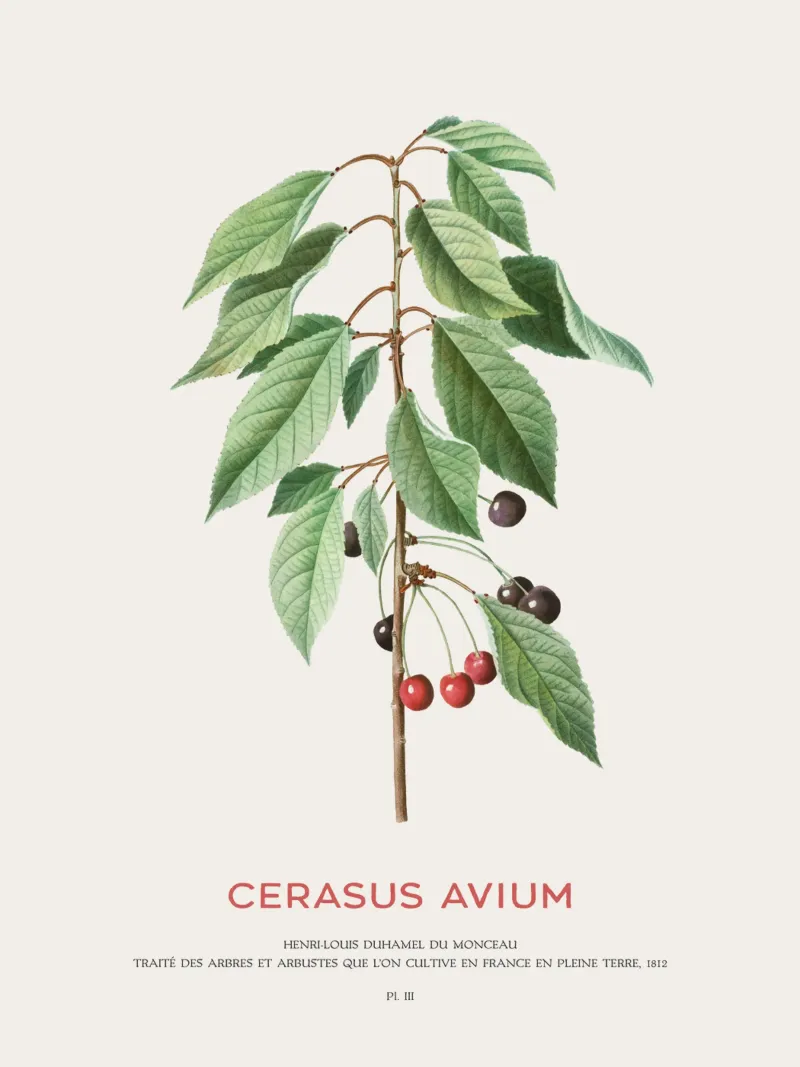 Wildkirsche oder Cerasus Avium Hahnemühle von Vintagrafica